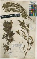 Syntype of Dodonaea aspleniifolia unrecorded var. arborescens Hook.f. [family SAPINDACEAE]