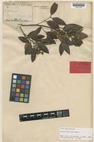 Paratype of Guioa pectinata Radlk. [family SAPINDACEAE]