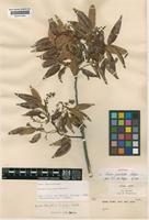 Isotype of Guioa punctata Welzen [family SAPINDACEAE]