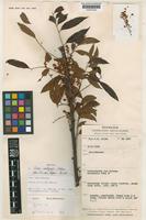 Isotype of Guioa multijuga Welzen [family SAPINDACEAE]