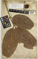 Lectotype of Alectryon macrococcus Radlk. [family SAPINDACEAE]
