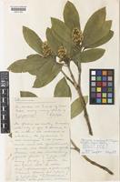 Holotype of Skimmia confusa N.P.Taylor [family RUTACEAE]