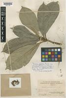 Isotype of Skimmia euphlebia Merr. [family RUTACEAE]