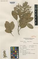 Isotype of Flindersia brassii T.G.Hartley & B.Hyland [family RUTACEAE]