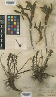 Biebersteinia odora Steph.ex Fisch. [family GERANIACEAE]