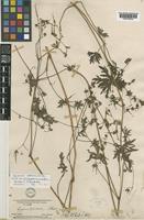 Type of Geranium collinum Stephan ex Willd. [family GERANIACEAE]