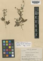 Syntype of Geranium sibiricum L. [family GERANIACEAE]