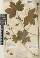 Syntype of Geranium platyanthum Duthie [family GERANIACEAE]