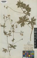 Geranium collinum Stephan ex Willd. [family GERANIACEAE]