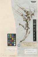 Type of Erodium ciconium (L.) L'Hér. ex Aiton [family GERANIACEAE]