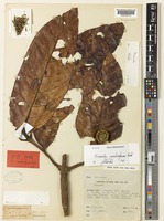 Isotype of Neonauclea pseudocalycina Ridsdale [family RUBIACEAE]