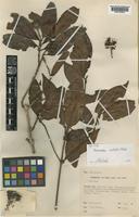 Isotype of Neonauclea endertii Ridsdale [family RUBIACEAE]