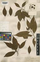Nauclea parva (Havil.) Merr. [family RUBIACEAE]