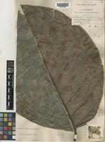 Syntype of Neonauclea cyclophylla (Miq.) Merr. [family RUBIACEAE]