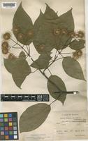 Sinoadina racemosa (Siebold & Zucc.) Ridsdale [family RUBIACEAE]
