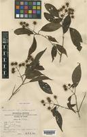 Type of Adina dissimilis Craib [family RUBIACEAE]