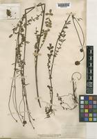 Sanguisorba minor unrecorded subsp. muricata (Spach) Briq. [family ROSACEAE]