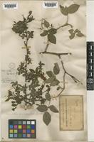Rosa pomifera Herrm. [family ROSACEAE]