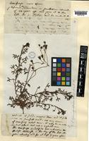 Type of Saxifraga quinquefida Haw. [family SAXIFRAGACEAE]