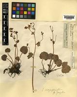 Saxifraga chrysosplenifolia Boiss. [family SAXIFRAGACEAE]
