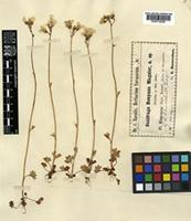 Saxifraga granulata L. subsp. granulata [family SAXIFRAGACEAE]