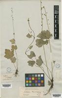 Mitella caulescens Nutt. [family SAXIFRAGACEAE]