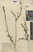Spiraea hypericifolia L. var. hupehensis Rehder [family ROSACEAE]