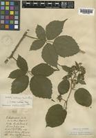 Rubus insectifolius Lefèvre & P.J.Müll. [family ROSACEAE]