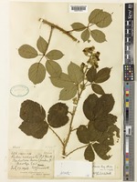 Rubus cornubiensis (W.M.Rogers & Ridd.) Rilstone [family ROSACEAE]