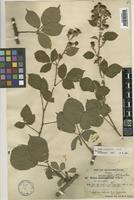 Holotype of Rubus cambrensis W.C.R.Watson [family ROSACEAE]