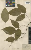 Rubus idaeus L. [family ROSACEAE]
