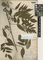 Holotype of Rubus lasiocarpus Sm. var. membranaceus Hook.f [family ROSACEAE]