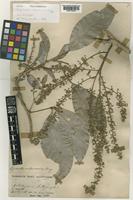 Isolectotype of Lepisanthes andamanica King [family SAPINDACEAE]