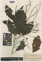 Type of Allophylus leptocladus Radlk. [family SAPINDACEAE]