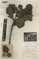 Isolectotype of Pancheria robusta Guillaumin [family CUNONIACEAE]
