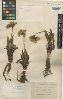 Primula sinopurpurea Balf. f. ex Hutch. [family PRIMULACEAE]