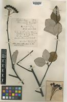 Sorbus aria (L.) Crantz var. globulifera [family ROSACEAE]