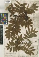 Sorbus boissieri C.K.Schneid. [family ROSACEAE]
