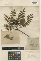 Type of Sorbus koehneana C.K.Schneid. [family ROSACEAE]