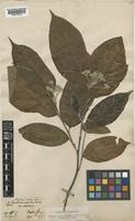 Photinia arguta Wall. ex Lindl. var. hookeri (Decne.) J.E. Vidal [family ROSACEAE]