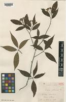 Isotype of Photinia fokienensis Franch. ex Cardot [family ROSACEAE]