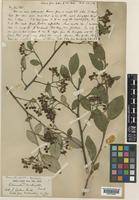 Cotoneaster glaucophyllus Franch. [family ROSACEAE]