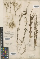 Centaurium spicatum (L.) Druce [family GENTIANACEAE]