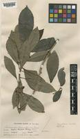 Saurauia sparsiflora Elmer [family ACTINIDIACEAE]