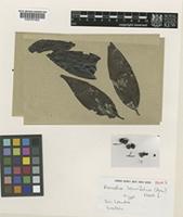 Type of Randia laurifolia (Arn) Hook.f. [family RUBIACEAE]