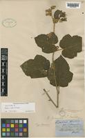 Isotype of Rubus hillii F.Muell. [family ROSACEAE]