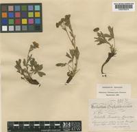 Potentilla hirta L. var. parnassica Th.Wolf [family ROSACEAE]