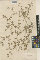 Potentilla supina L. [family ROSACEAE]