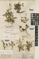 Holotype of Potentilla bidens Bertol. [family ROSACEAE]