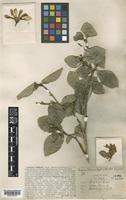 Type of Gardenia collinsae Craib [family RUBIACEAE]